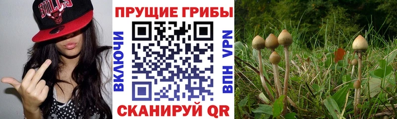omg маркетплейс  площадка состав  Псилоцибиновые грибы мухоморы  наркота  Терек 
